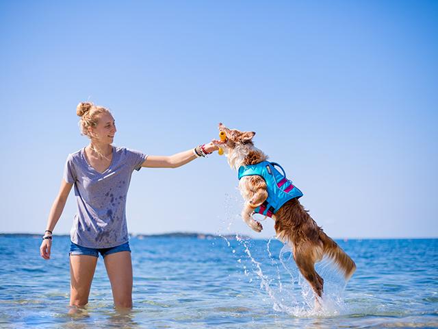 Når du tager din hund med på stranden