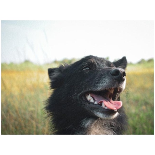 This can cause your dog poisoning