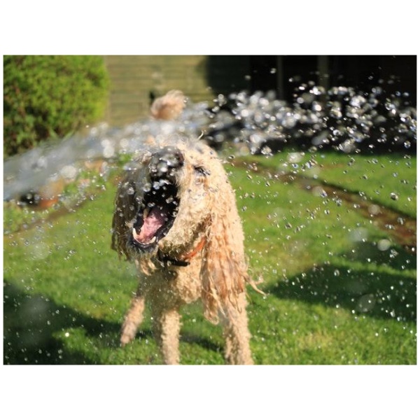 6 Tips: How to help your dog endure the summer heat