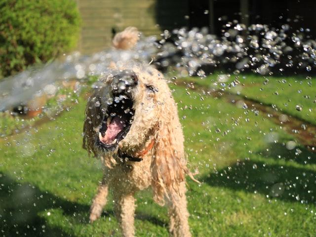 Read more about the article 6 Tips: Sådan hjælper du din hund med at holde sommervarmen ud