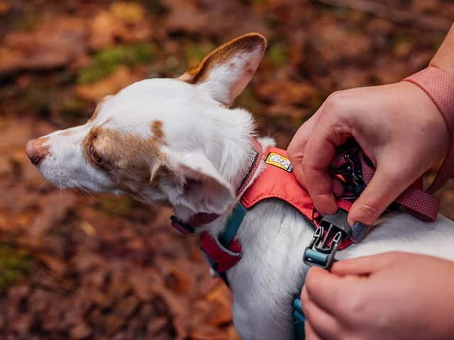 Ruffwear Hi Light harness Salmon Pink Qpet