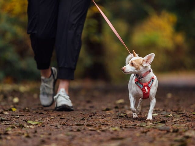 Ruffwear Hi Light harness Salmon Pink Qpet