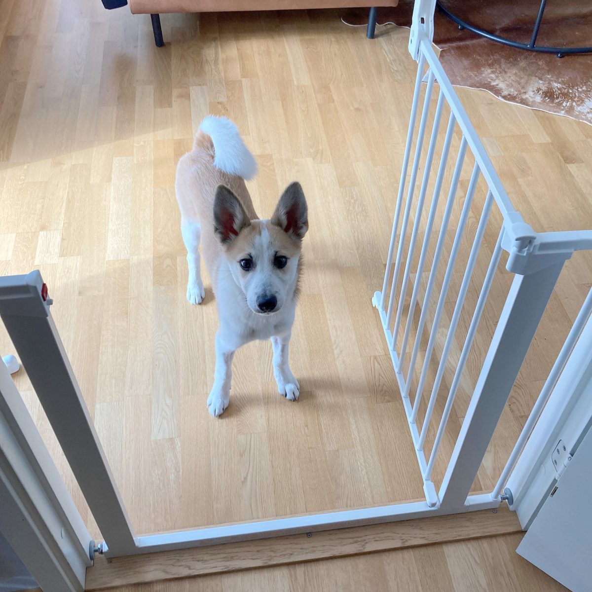 DogSpace Lassie Pressure Fitted Pet gate, white