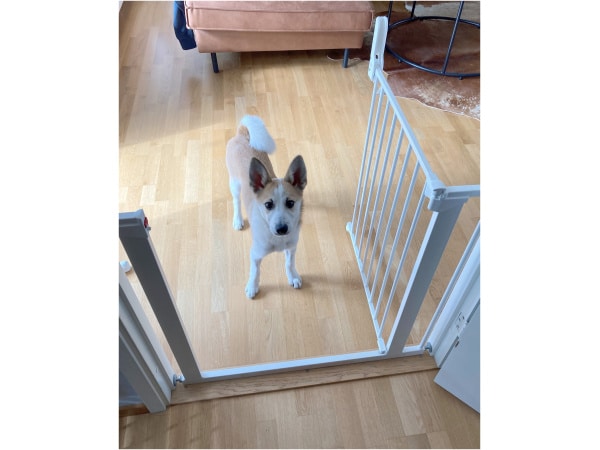 DogSpace Lassie Pressure Fitted Pet gate, white