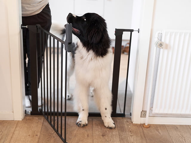 DogSpace Lassie Pressure Fitted Pet gate, black