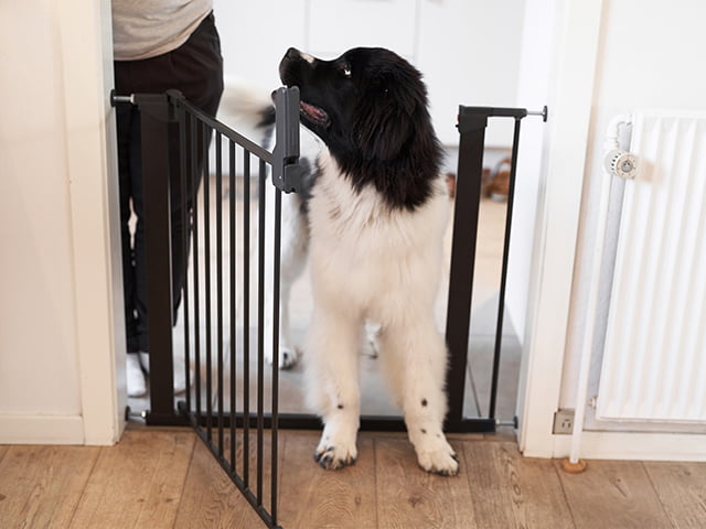 Extension for DogSpace Lassie Pet gate, black 2x7cm