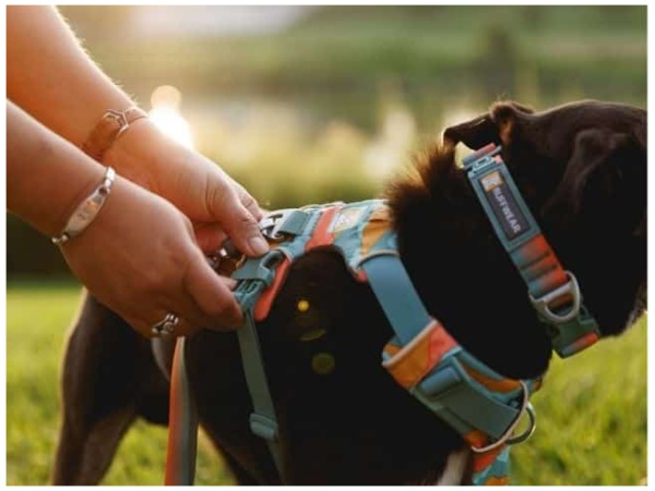 Ruffwear Front Range Sele, Spring Mountains