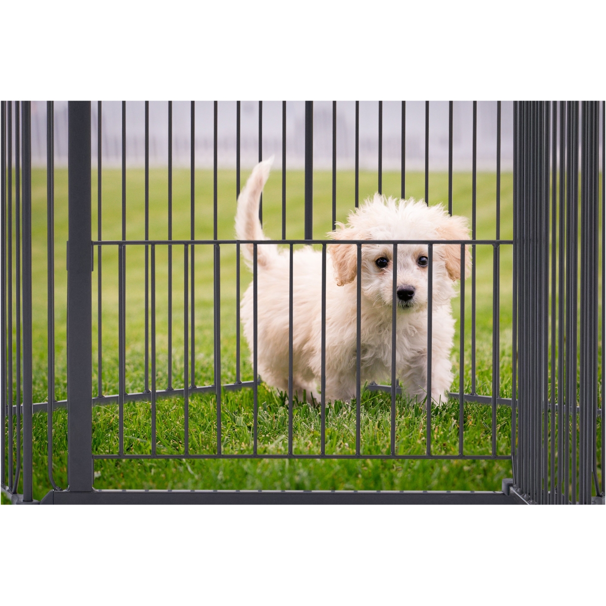 DogSpace King Mommy+ Supreme PuppyStay Pen / Room, Black - Image 5