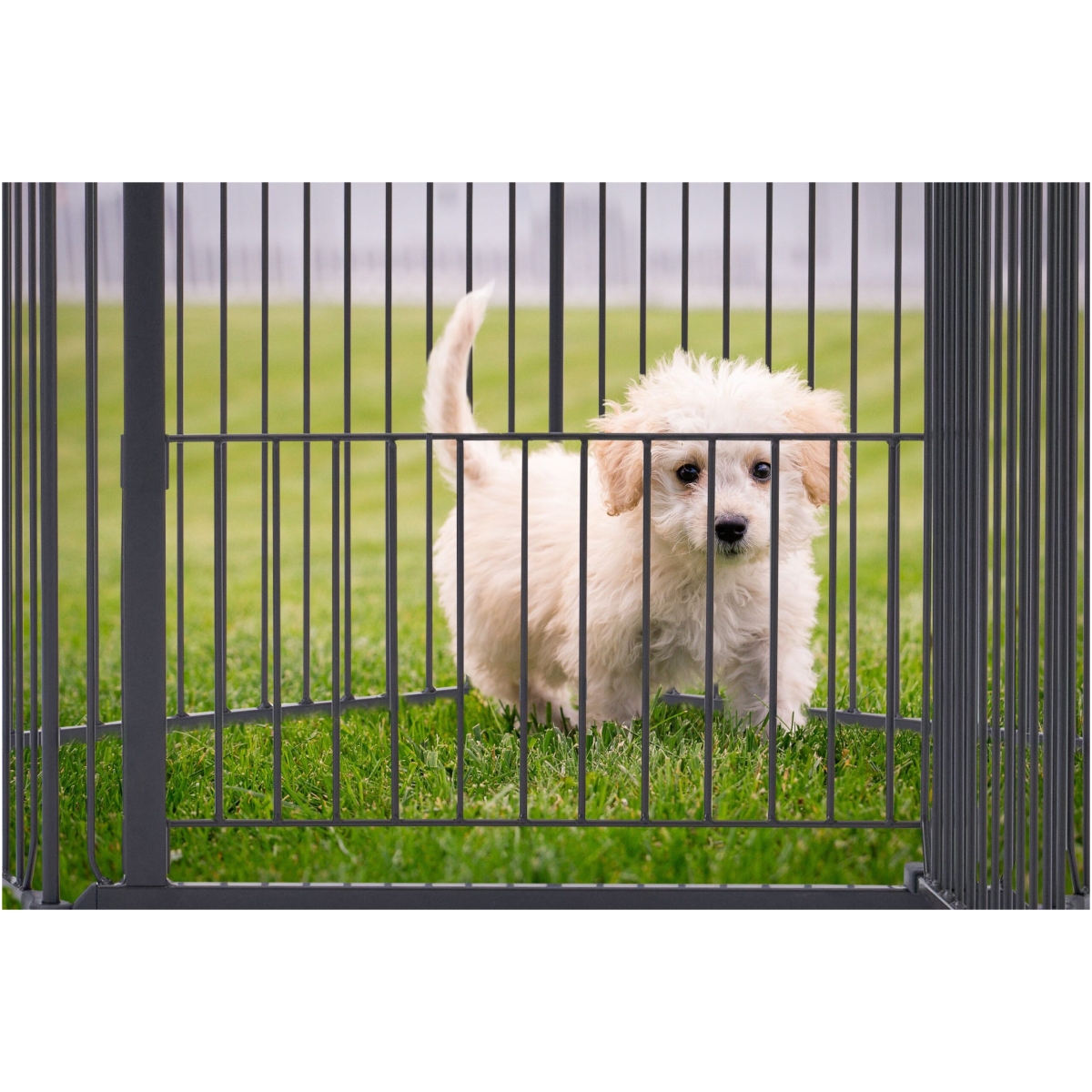DogSpace King Mommy + Supreme PuppyStay Pen / Room, nero - immagine 5