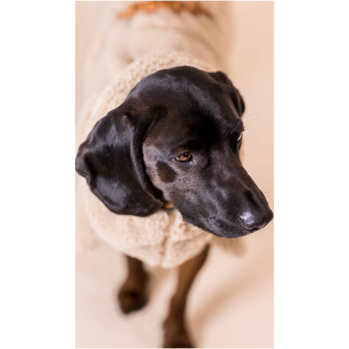 Paikka Sherpa Sweater, Taupe - Image 7