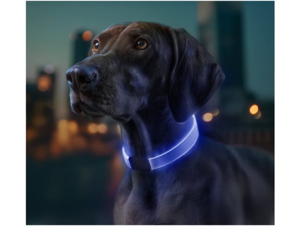 WAUDOG LED light up dog collar, RGB, Type-C, adjustable, W 25 mm, L 60 cm